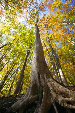 Beech forest